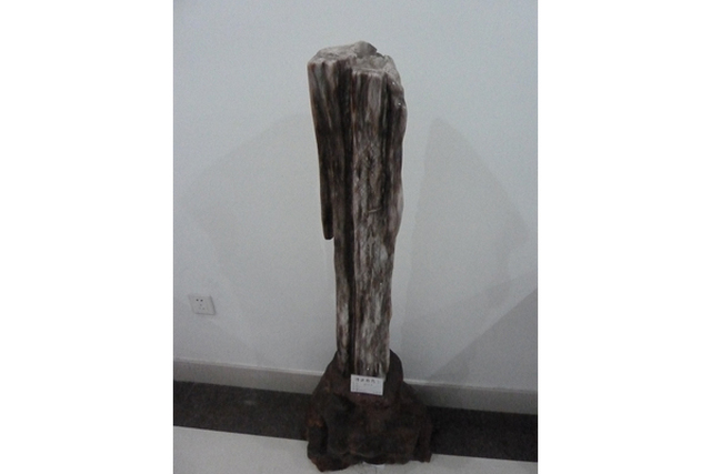 A Pillar of Optimus Tree Fossil
