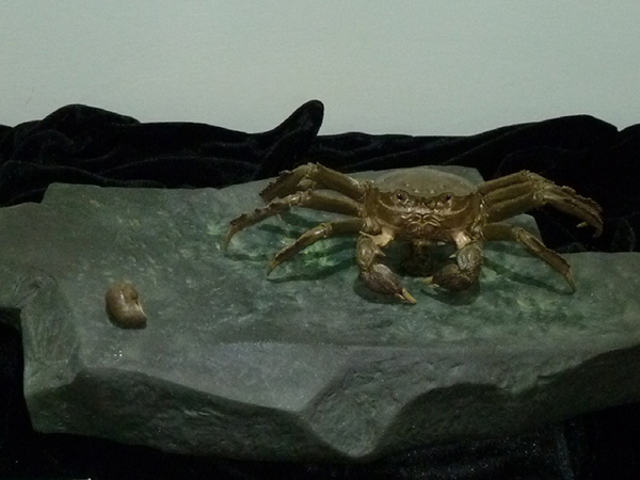 Ge Jun clear water crab